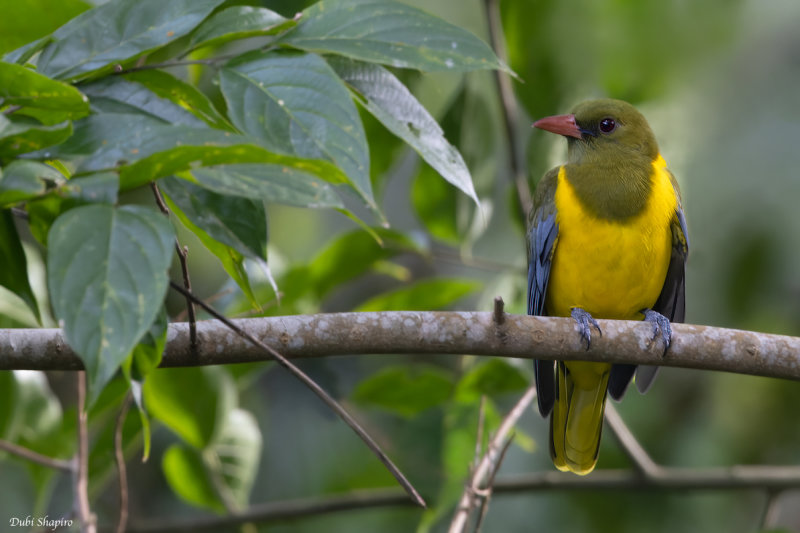 Green-headed Oriole