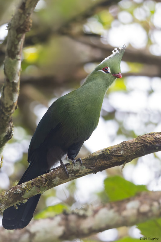 Livingstone Turaco 