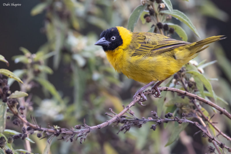 Bertram's Weaver