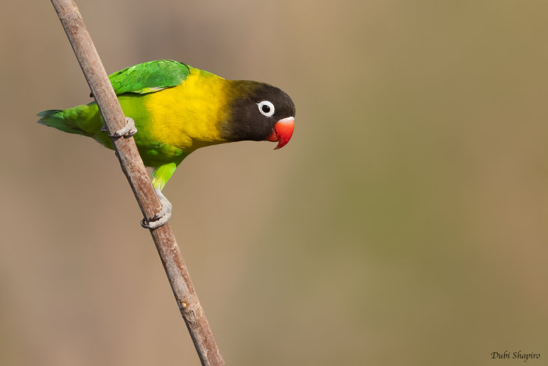 Yellow-collared Lovebird