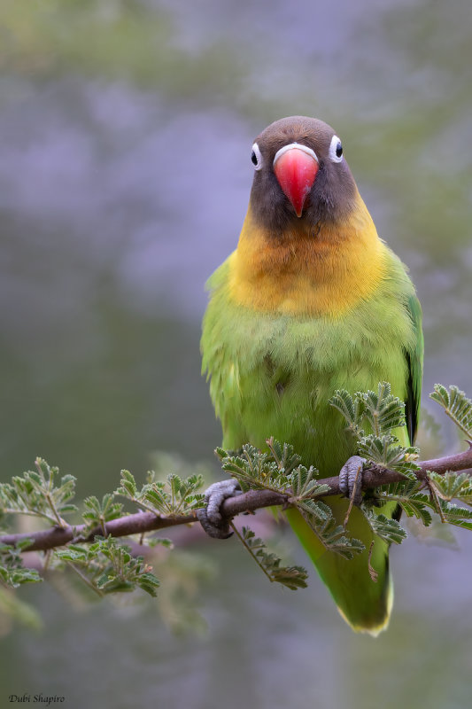 Yellow-collared Lovebird