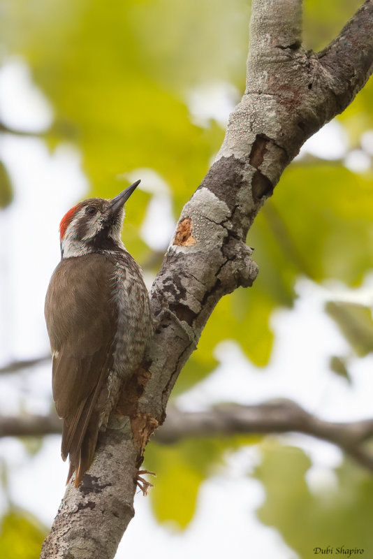 Stierling's Woodpecker