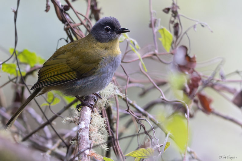 Yellow-throated Mountain Greenbul