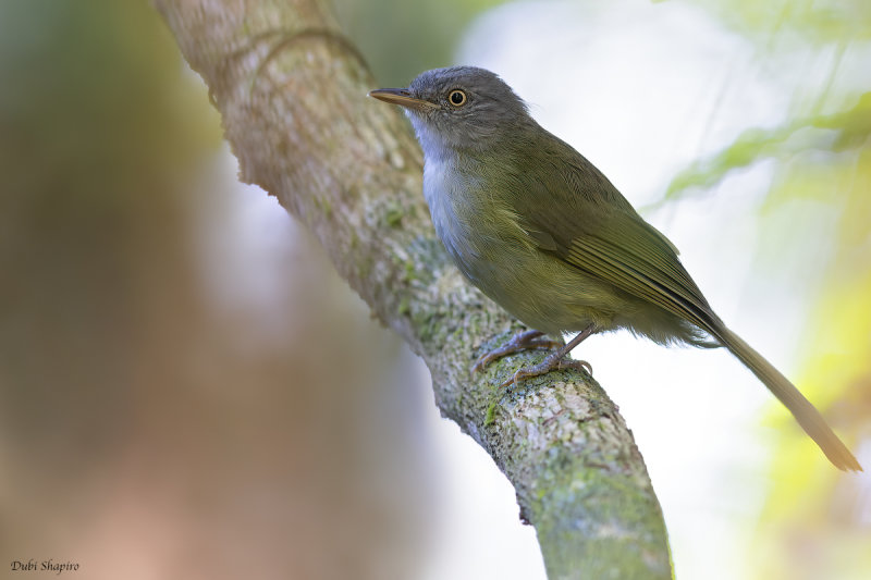 Lowland Tiny Greenbul