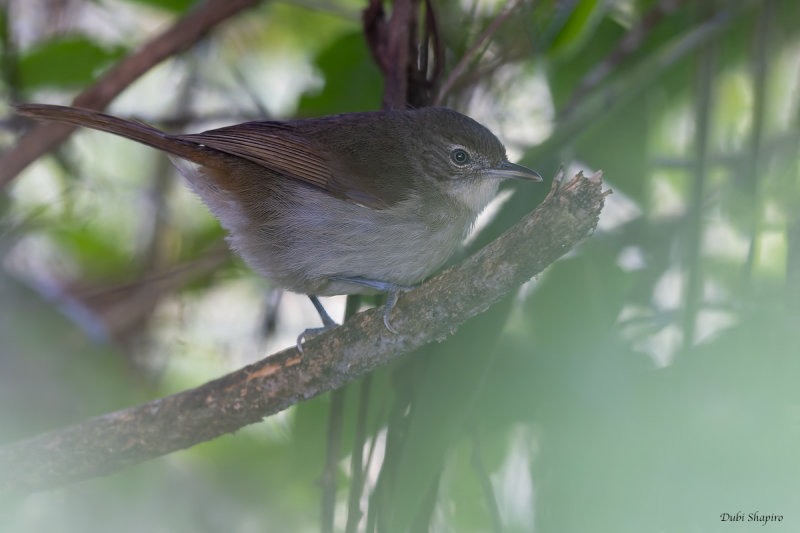 Placid Greenbul