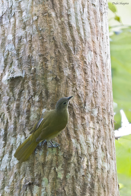 Shelly's Greenbul