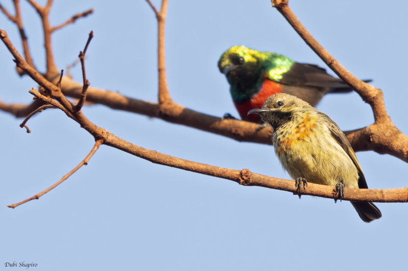 Hofmann's Sunbird