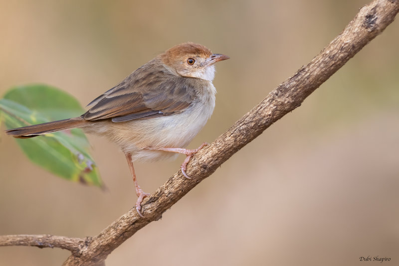 Rattiling Cisticola