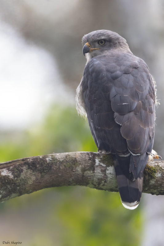 Southern Banded Snake Eagle