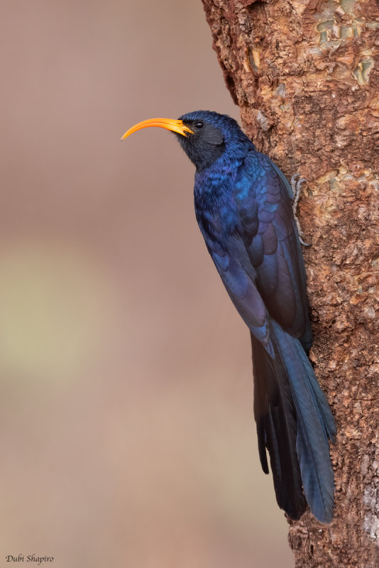 Abyssinian Scimitarbill