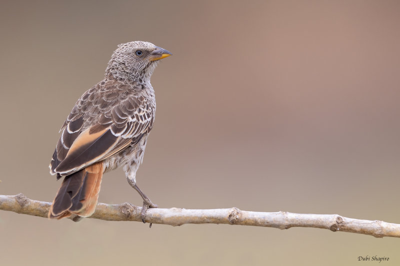 Rufous-tailed Weaver