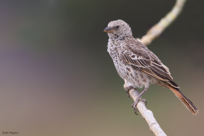 Rufous-tailed Weaver