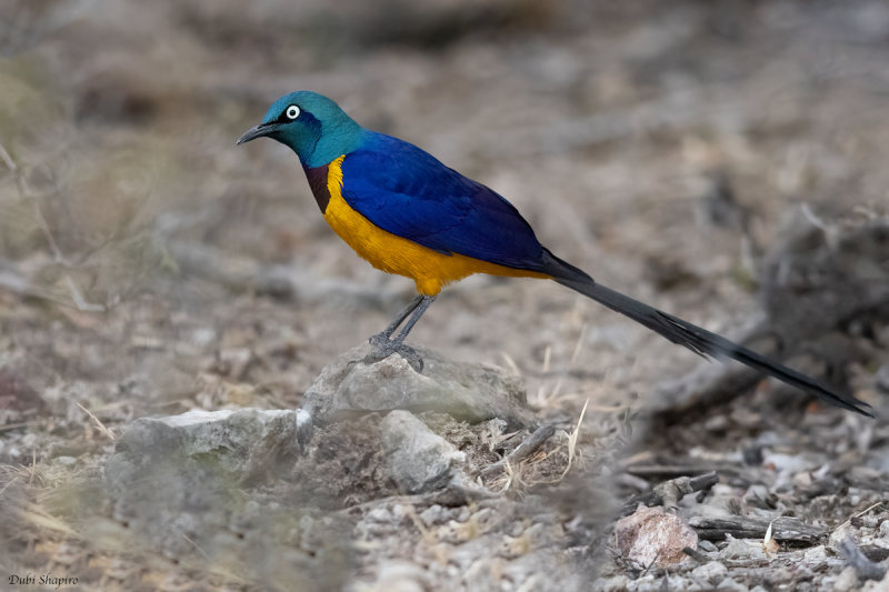 Golden-breasted Starling