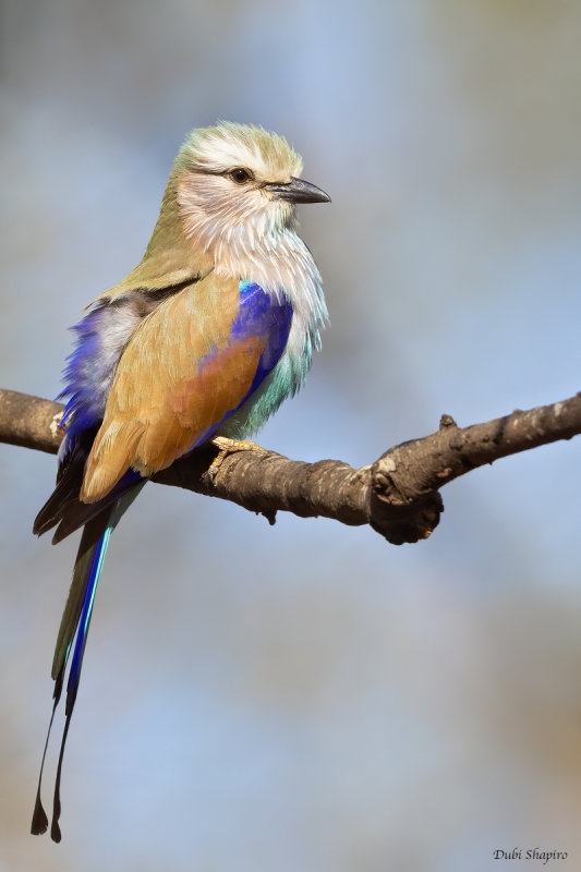 Racket-tailed Roller