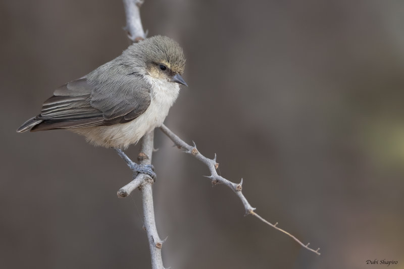 Mouse-colored Penduline-Tit