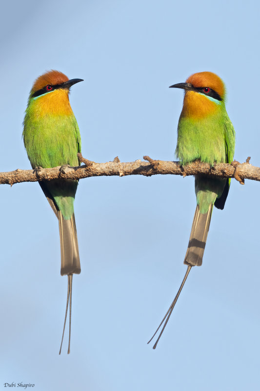 Böhm's Bee-eater (Bee-eaters)