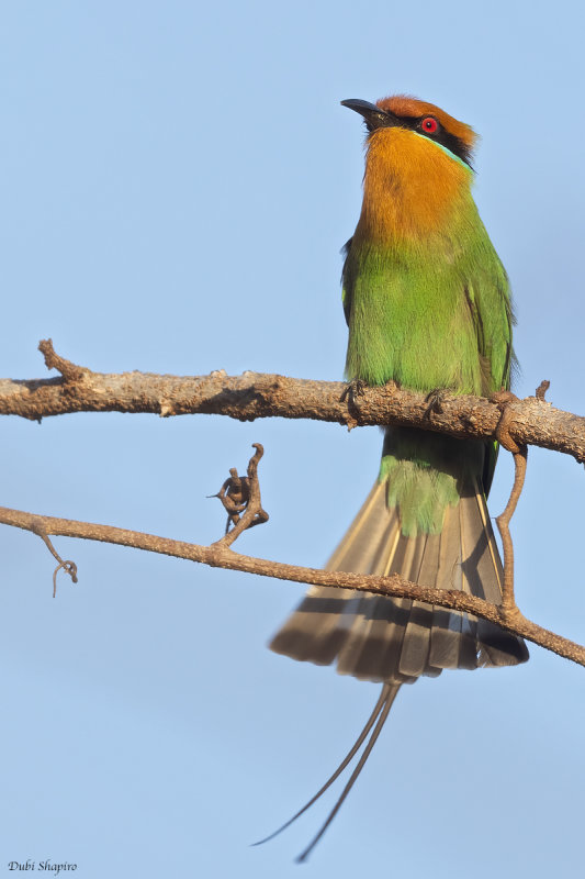 Böhm's Bee-eater