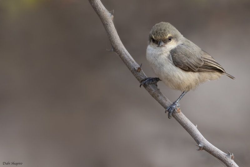 Mouse-colored Penduline-Tit