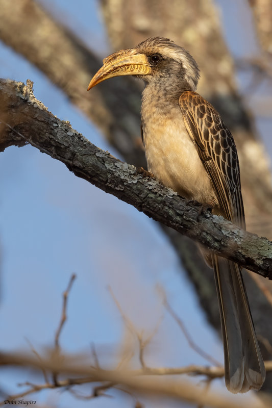 Pale-billed Hornbill