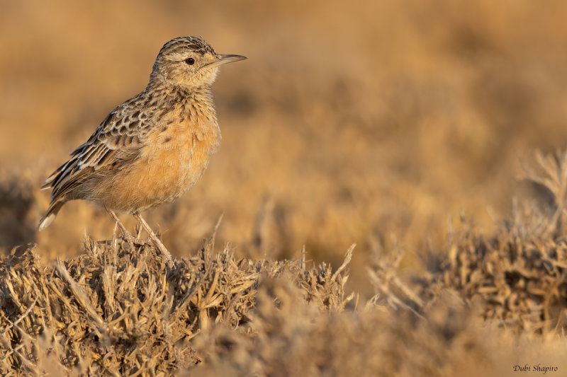 Beeslley's Lark