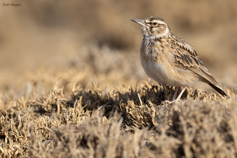 Short-tailed Lark