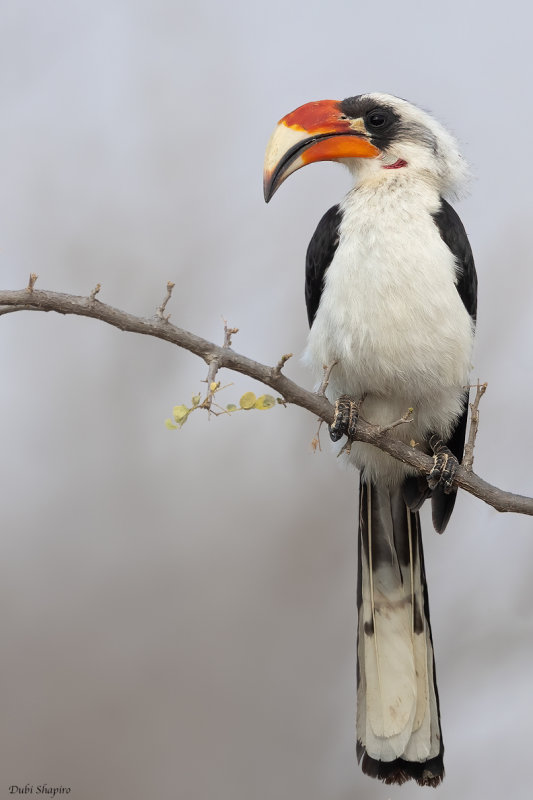 Von der Decken's Hornbill