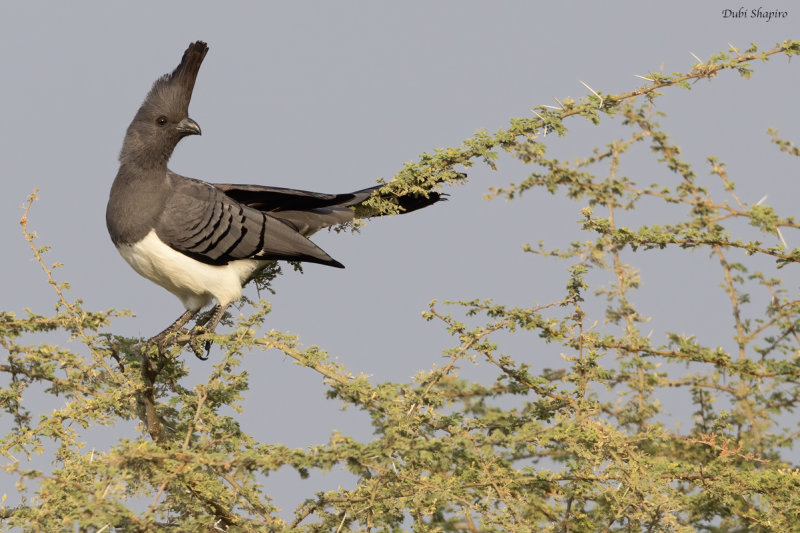 White-bellied Go-away-bird