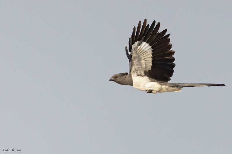 White-bellied Go-away-bird