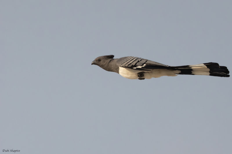 White-bellied Go-away-bird