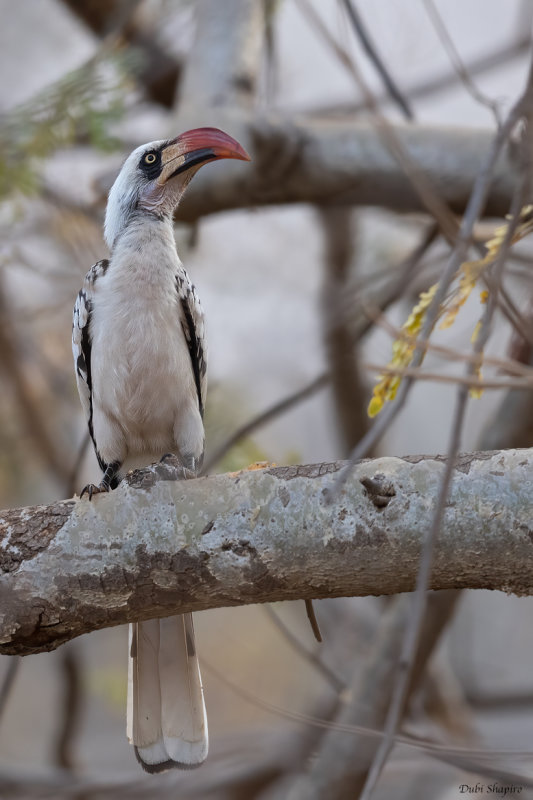 Tanzanian Red-billed Hornbill