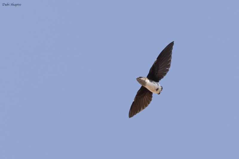 Bat-like Spinetail