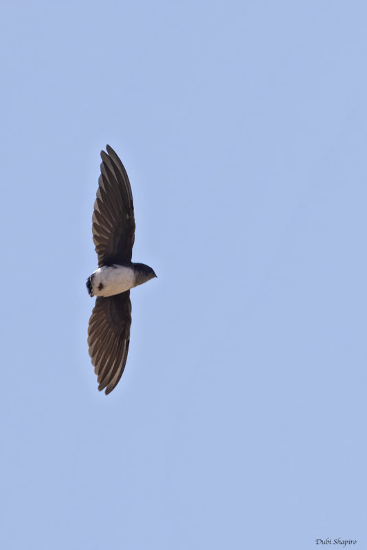 Bat-like Spinetail