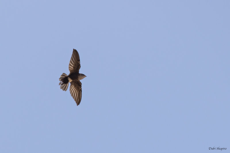 Mottled Swift