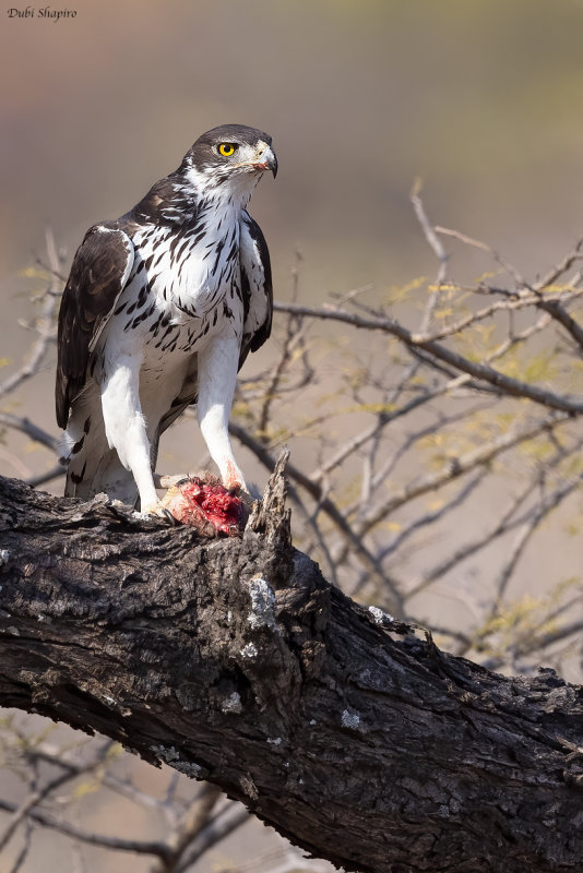 African Hawk Eagle