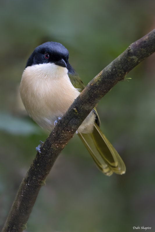 Black-fronted Bushshrike