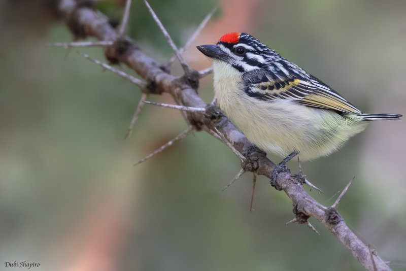 Red-fronted Tinkerbird