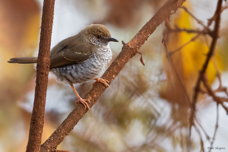 Stierling's Wren-Warbler