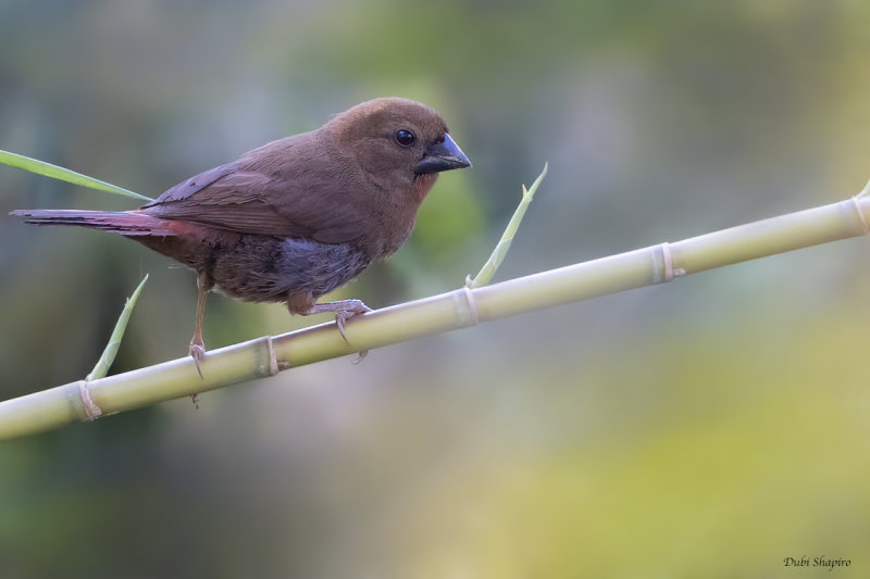 Lesser Seedcracker