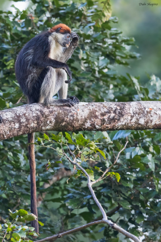 Udzungwa Red Colobus