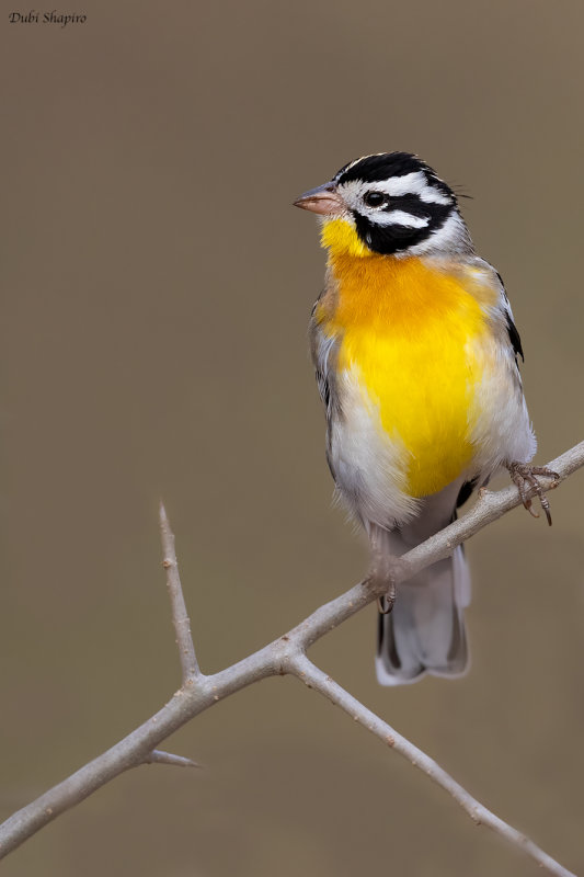 Somali Bunting