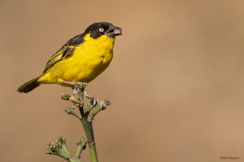 Baglafecht Weaver