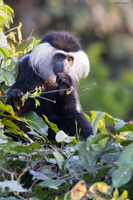 Angolan black-and-white Colobus