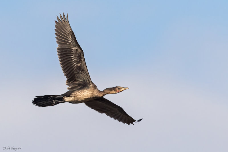 Long-tailed Cormorant