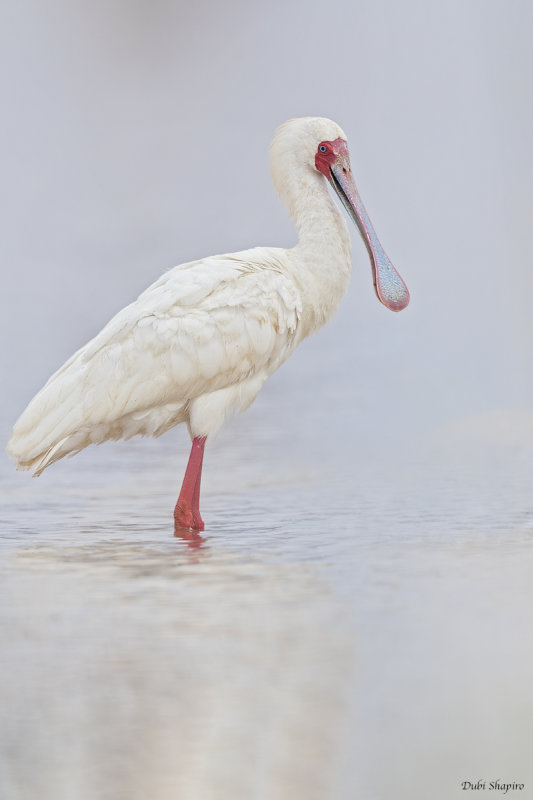 African Spoonbill