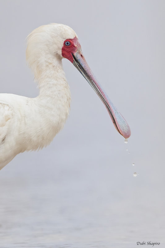 African Spoonbill