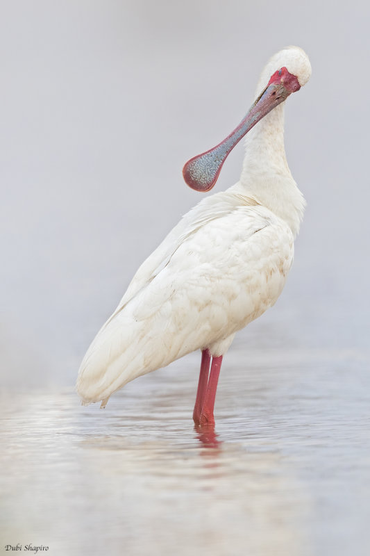 African Spoonbill