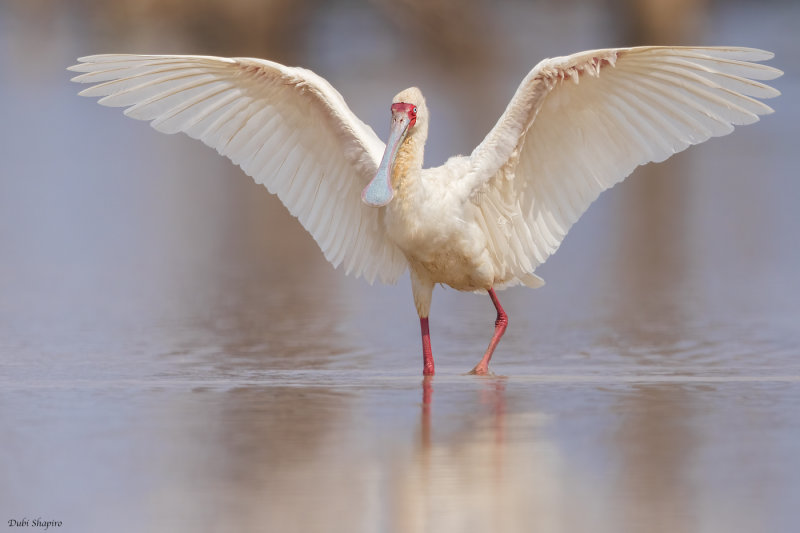 African Spoonbill 