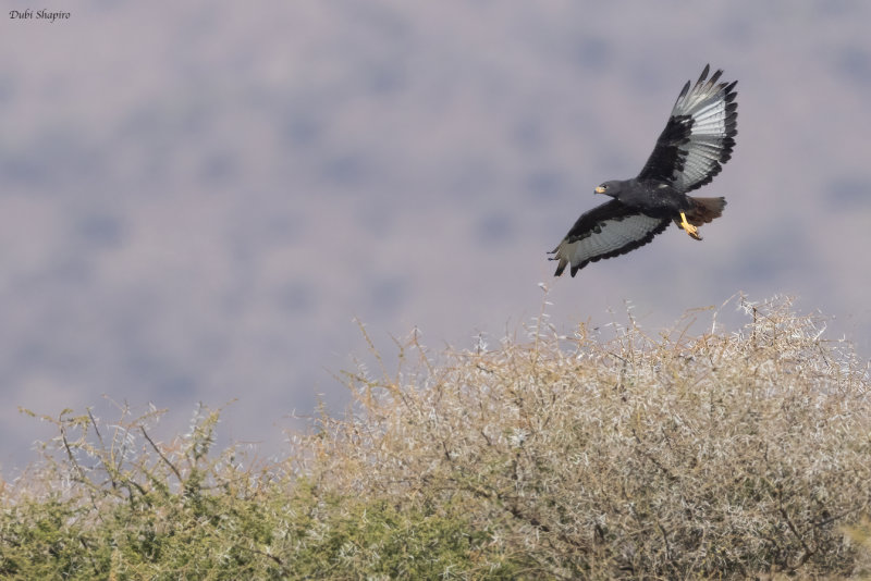 Augur Buzzard