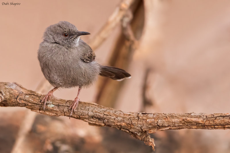 Gray Wren-Warbler