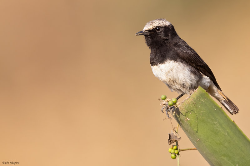 Abyssinian (Schalow's) Wheatear